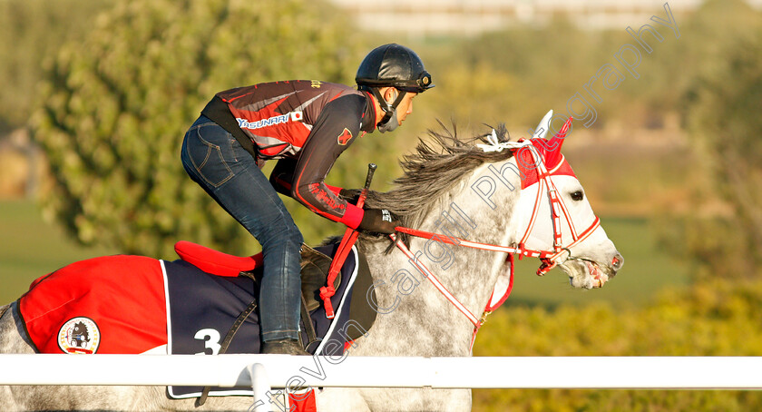 Entscheiden-0002 
 ENTSCHEIDEN training for The Turf Sprint
King Abdulaziz Racetrack, Riyadh, Saudi Arabia 22 Feb 2022 - Pic Steven Cargill / Racingfotos.com