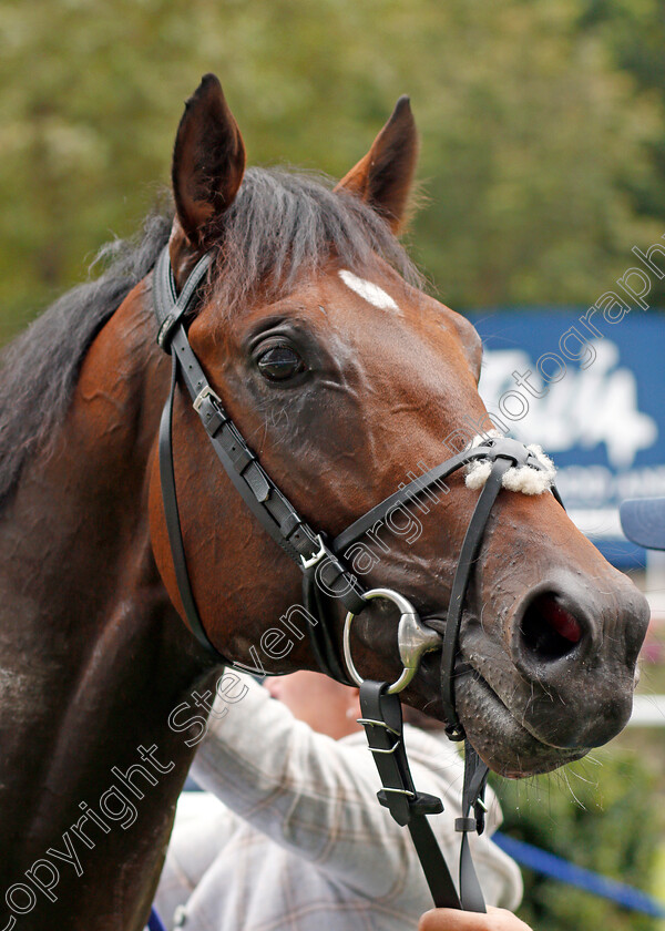 Cherokee-Trail-0009 
 CHEROKEE TRAIL after The Italian Tourist Board British EBF Novice Stakes
Ascot 7 Sep 2019 - Pic Steven Cargill / Racingfotos.com