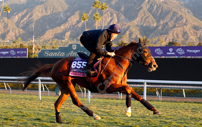 Carla s-Way-0001 
 CARLA'S WAY training for the Breeders' Cup Juvenile Fillies Turf
Santa Anita USA, 1 Nov 2023 - Pic Steven Cargill / Racingfotos.com