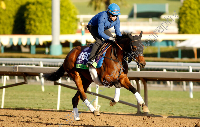 Mawj-0001 
 MAWJ training for The Breeders' Cup Mile
Santa Anita USA, 30 October 2023 - Pic Steven Cargill / Racingfotos.com