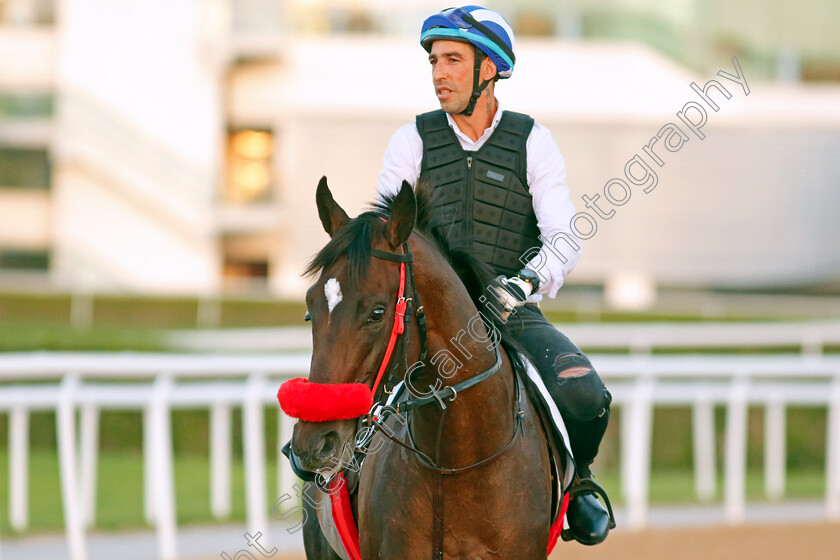 Loreley-0001 
 LORELEY training at the Dubai World Cup Carnival
Meydan 5 Jan 2023 - Pic Steven Cargill / Racingfotos.com