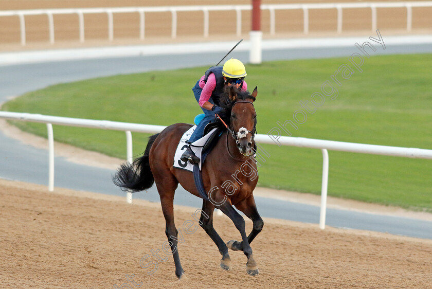 Royal-Dubai-0001 
 ROYAL DUBAI (Lucie Botti) training at the Dubai Racing Carnival
Meydan 1 Mar 2024 - Pic Steven Cargill / Racingfotos.com