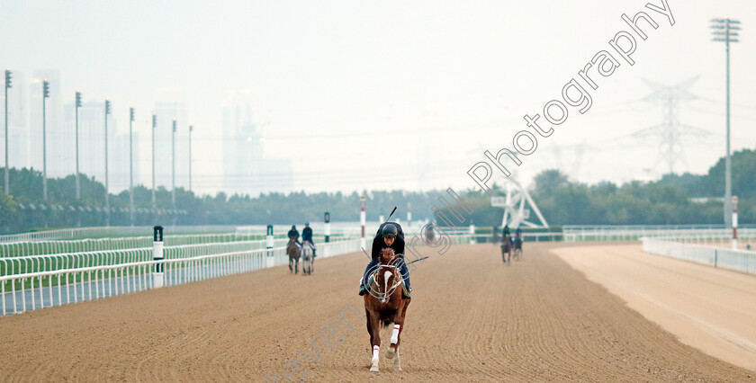 Simjangui-Godong-0002 
 SIMJANGUI GODONG training at the Dubai Racing Carnival
Meydan 1 Feb 2024 - Pic Steven Cargill / Racingfotos.com