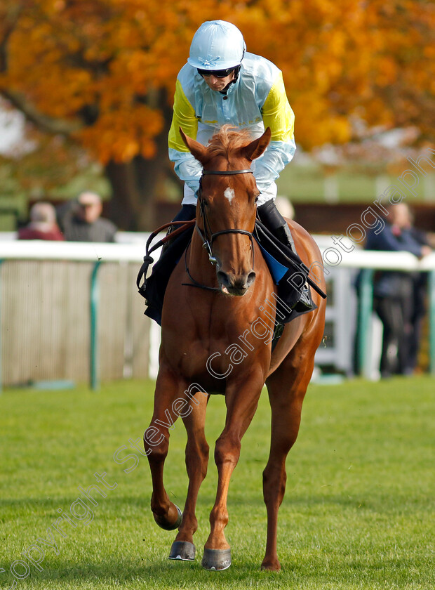 Qarlyga-0001 
 QARLYGA (Jack Mitchell)
Newmarket 23 Oct 2024 - Pic Steven Cargill / Racingfotos.com