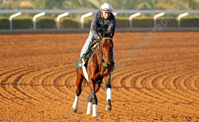 Art-Collector-0002 
 ART COLLECTOR training for The Saudi Cup
King Abdulaziz Racetrack, Riyadh, Saudi Arabia 22 Feb 2022 - Pic Steven Cargill / Racingfotos.com