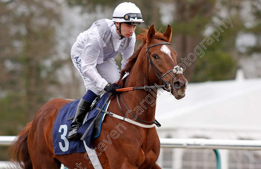 Sociologist-0002 
 SOCIOLOGIST (Osiin Murphy) Lingfield 2 Feb 2018 - Pic Steven Cargill / Racingfotos.com