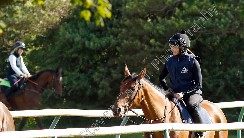 Bryony-Frost-0001 
 Bryony Frost preparing arabian horses for the DIAR at Newbury
Newmarket 28 Jun 2019 - Pic Steven Cargill / Racingfotos.com