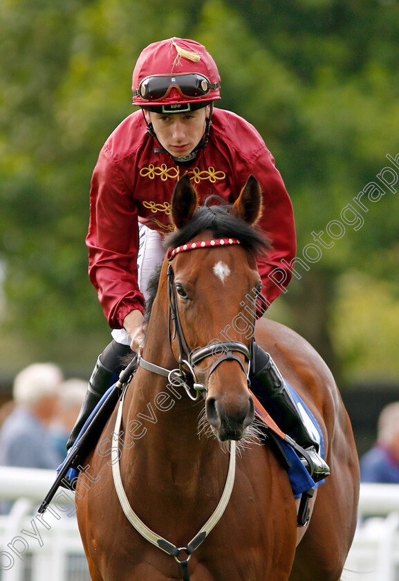 Special-Purpose-0001 
 SPECIAL PURPOSE (Oisin Murphy) Salisbury 7 Sep 2017 - Pic Steven Cargill / Racingfotos.com