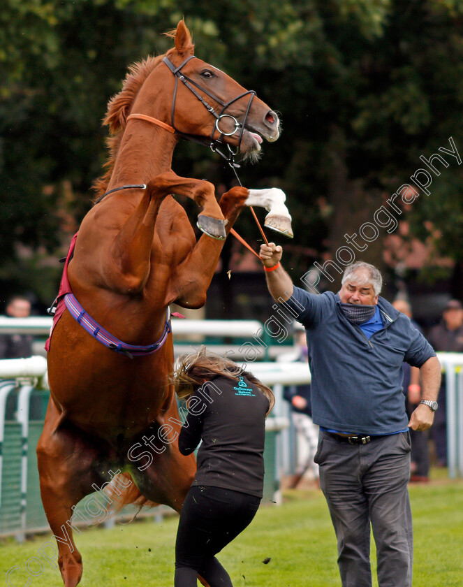 City-Storm-0006 
 CITY STORM giving his handlers a spot of bother before going to the start and finishing last
Haydock 3 Sep 2020 - Pic Steven Cargill / Racingfotos.com