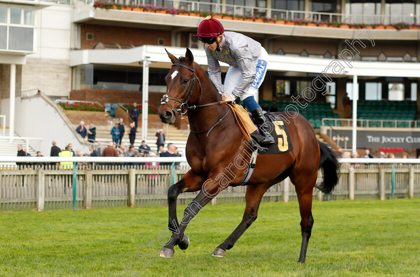 Humam-0001 
 HUMAM (David Probert)
Newmarket 23 Oct 2024 - Pic Steven Cargill / Racingfotos.com