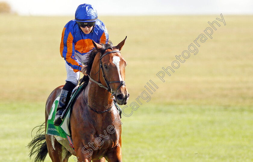 Royal-Dornoch-0006 
 ROYAL DORNOCH (Wayne Lordan) after The Juddmonte Royal Lodge Stakes
Newmarket 28 Sep 2019 - Pic Steven Cargill / Racingfotos.com