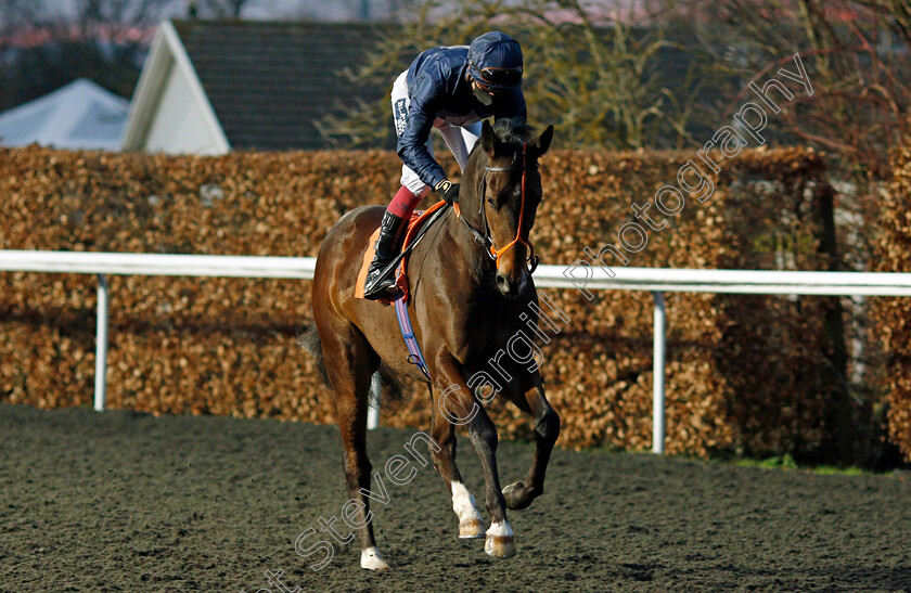 Cuban-Cigar-0001 
 CUBAN CIGAR (Thore Hammer Hansen)
Kempton 24 Feb 2021 - Pic Steven Cargill / Racingfotos.com