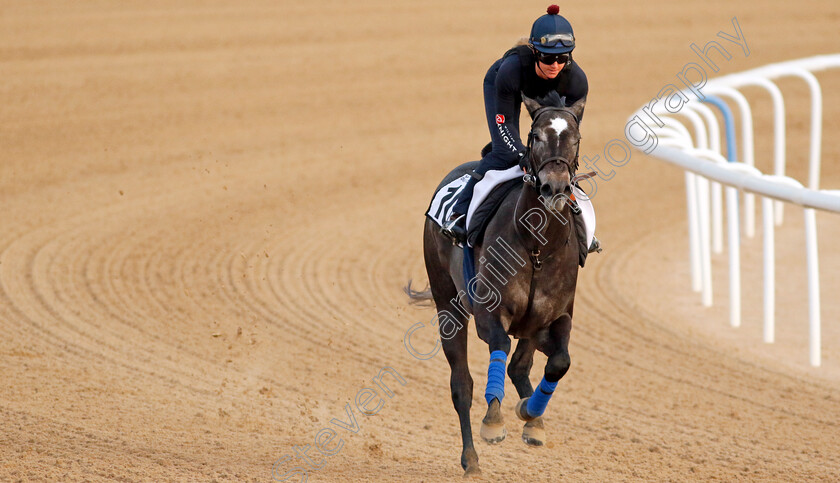 Frost-At-Dawn-0002 
 FROST AT DAWN training at the Dubai Racing Carnival
Meydan 1 Mar 2024 - Pic Steven Cargill / Racingfotos.com