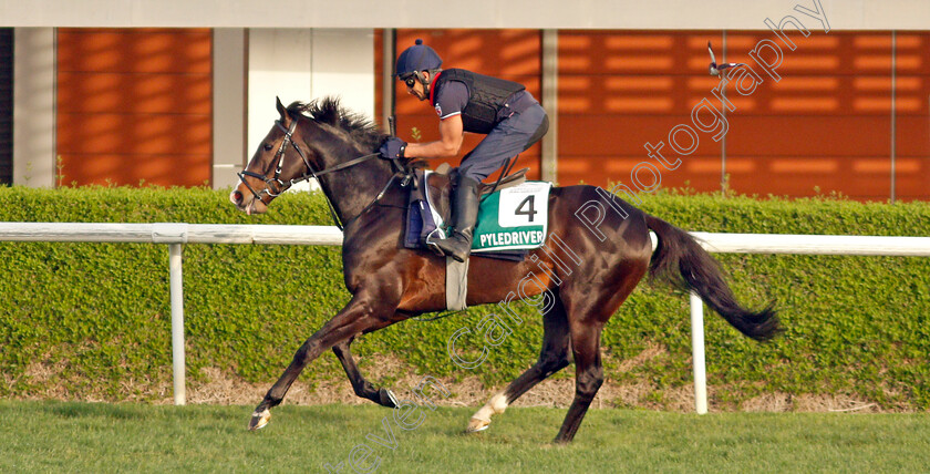 Pyledriver-0003 
 PYLEDRIVER training for the Sheema Classic
Meydan, Dubai, 23 Mar 2022 - Pic Steven Cargill / Racingfotos.com