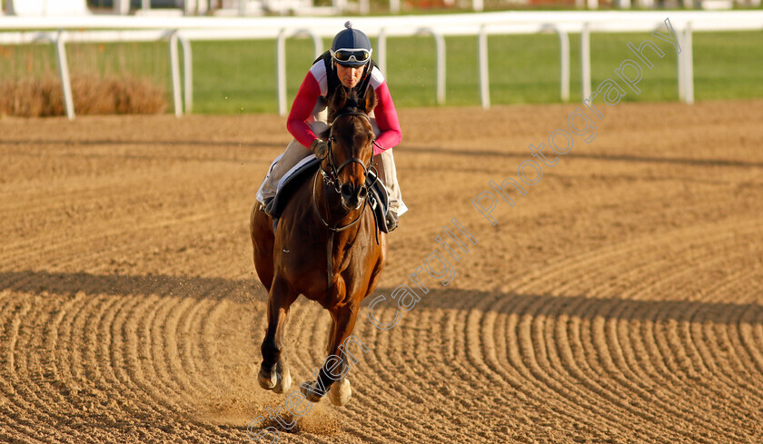 Happy-Romance-0002 
 HAPPY ROMANCE training for The Al Quoz Sprint
Meydan, Dubai, 22 Mar 2023 - Pic Steven Cargill / Racingfotos.com