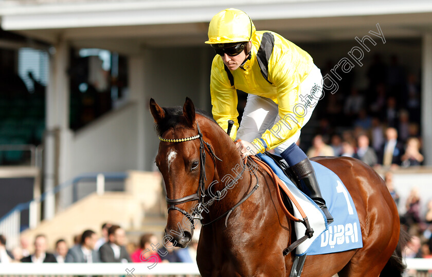 Boerhan-0002 
 BOERHAN (Jim Crowley)
Newmarket 13 Oct 2018 - Pic Steven Cargill / Racingfotos.com