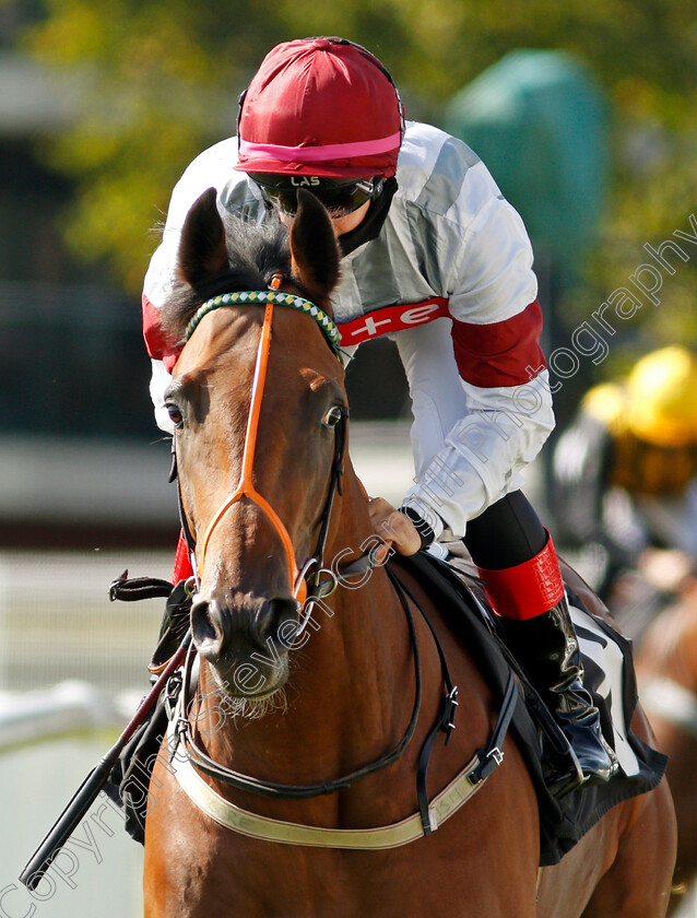 So-True-0001 
 SO TRUE (Josephine Gordon)
Newbury 18 Sep 2020 - Pic Steven Cargill / Racingfotos.com