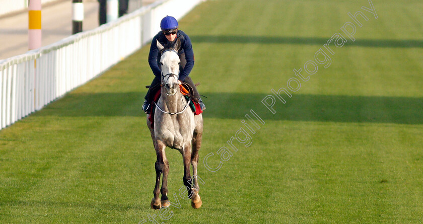 Princess-Zoe-0003 
 PRINCESS ZOE training for the Turf Handicap
King Abdulaziz Racetrack, Riyadh, Saudi Arabia 24 Feb 2022 - Pic Steven Cargill / Racingfotos.com