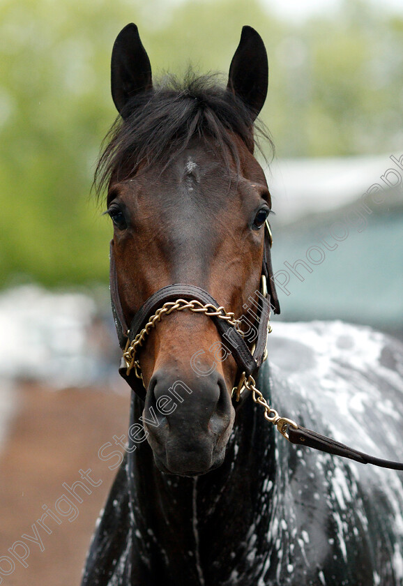 Warrior s-Charge-0004 
 WARRIOR'S CHARGE exercising in preparation for the Preakness Stakes
Pimlico, Baltimore USA, 16 May 2019 - Pic Steven Cargill / Racingfotos.com