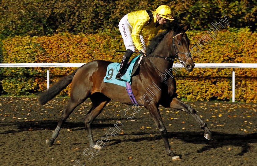 Rebaatt-0001 
 REBAATT (David Probert)
Kempton 15 Nov 2023 - Pic Steven Cargill / Racingfotos.com