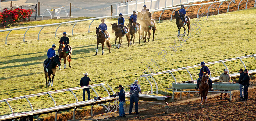 Godolphin-0001 
 Godolphin string return from training for the Breeders' Cup 
Del Mar USA 30 Oct 2024 - Pic Steven Cargill / Racingfotos.com