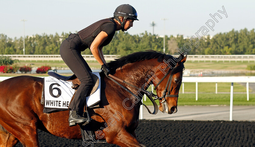 White-Heart-0001 
 WHITE HEART training at the Dubai World Cup Carnival
Meydan 5 Jan 2023 - Pic Steven Cargill / Racingfotos.com