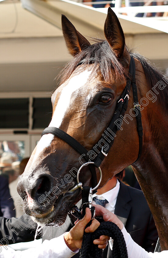 Deirdre-0021 
 DEIRDRE after The Qatar Nassau Stakes
Goodwood 1 Aug 2019 - Pic Steven Cargill / Racingfotos.com