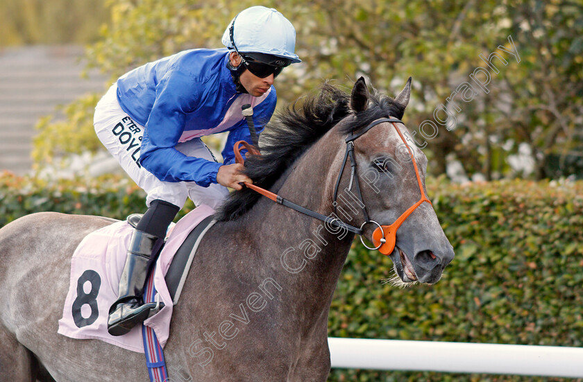 Young-General-0001 
 YOUNG GENERAL (Sean Levey)
Kempton 7 Aug 2019 - Pic Steven Cargill / Racingfotos.com