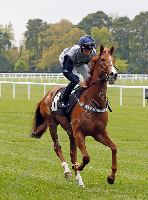 Rosario-0001 
 ROSARIO (Rossa Ryan)
Ascot 1 May 2024 - Pic Steven Cargill / Racingfotos.com