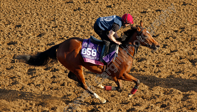 Heavens-Gate-0001 
 HEAVENS GATE training for the Breeders' Cup Juvenile Fillies Turf
Del Mar USA 30 Oct 2024 - Pic Steven Cargill / Racingfotos.com