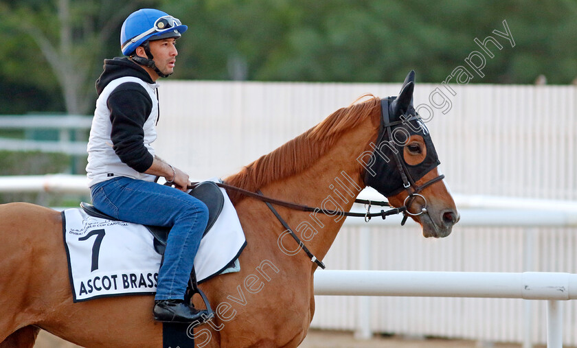 Ascot-Brass-0001 
 ASCOT BRASS training at the Dubai World Cup Carnival
Meydan 5 Jan 2023 - Pic Steven Cargill / Racingfotos.com