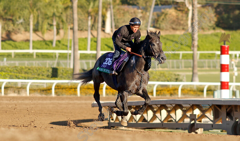 King-Of-Steel-0004 
 KING OF STEEL training for The Breeders' Cup Turf 
Santa Anita USA, 31 October 2023 - Pic Steven Cargill / Racingfotos.com