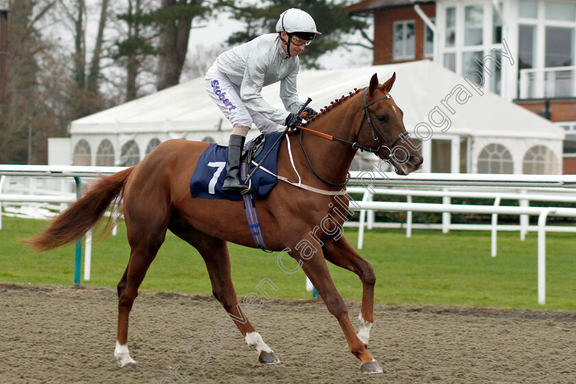 Past-Glories-0001 
 PAST GLORIES (Joe Fanning)
Lingfield 20 Nov 2018 - Pic Steven Cargill / Racingfotos.com