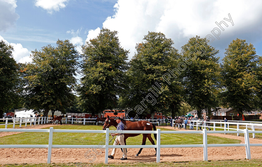 Ascot-Sales-0007 
 Scene at Ascot Yearling Sale 12 Sep 2017 - Pic Steven Cargill / Racingfotos.com