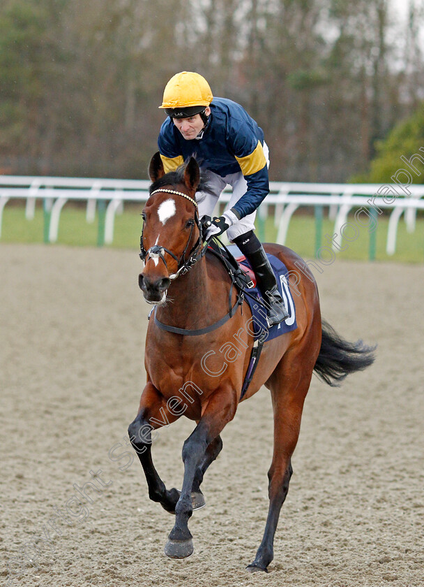 Merry-Vale-0001 
 MERRY VALE (Robert Havlin)
Lingfield 11 Dec 2019 - Pic Steven Cargill / Racingfotos.com