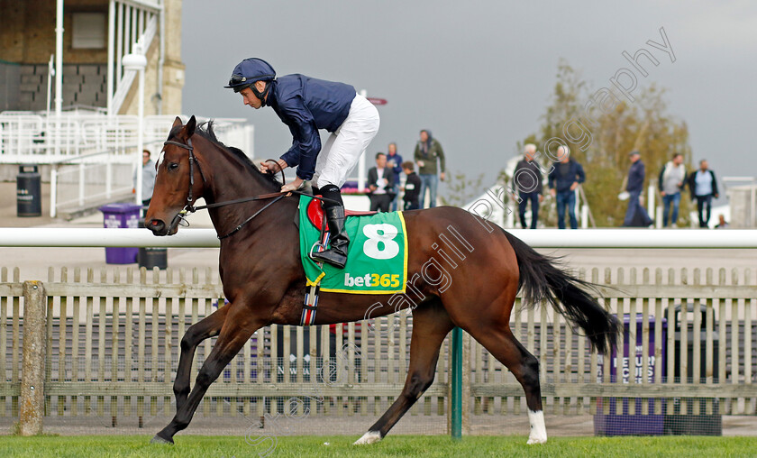 Ylang-Ylang-0005 
 YLANG YLANG (Ryan Moore) winner of The bet365 Fillies Mile
Newmarket 13 Oct 2023 - Pic Steven Cargill / Racingfotos.com