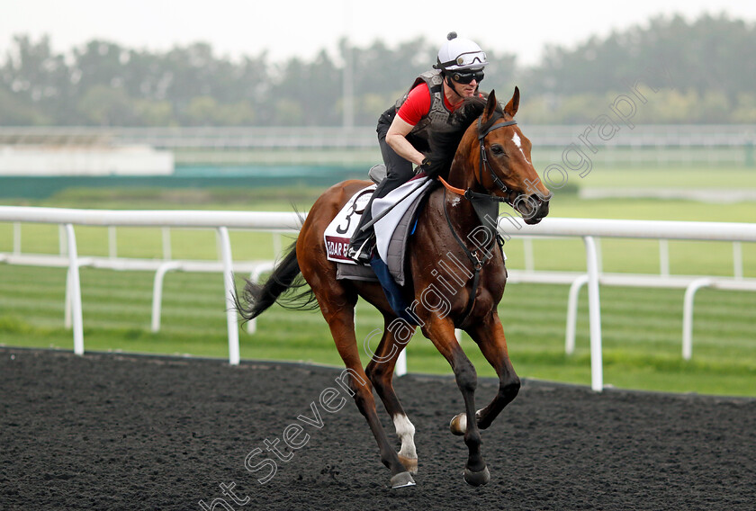 Eldar-Eldarov-0004 
 ELDAR ELDAROV training for the Dubai Gold Cup
Meydan Dubai 26 Mar 2024 - Pic Steven Cargill / Racingfotos.com