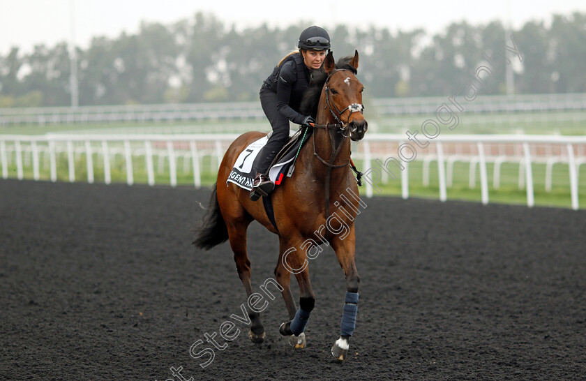 Diligent-Harry-0002 
 DILIGENT HARRY training for The Al Quoz Sprint
Meydan Dubai 26 Mar 2024 - Pic Steven Cargill / Racingfotos.com