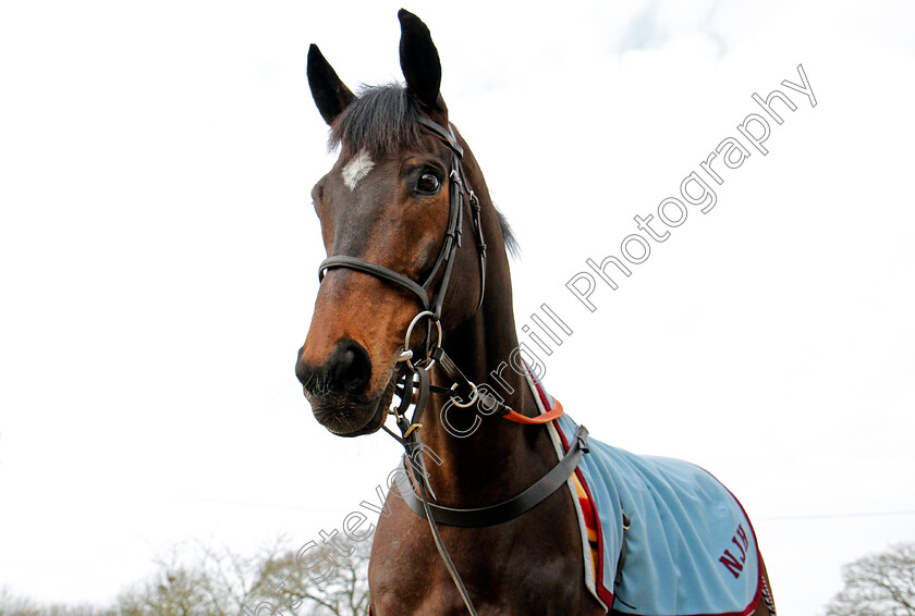 Altior-0001 
 ALTIOR at the stables of Nicky Henderson, Lambourn 6 Feb 2018 - Pic Steven Cargill / Racingfotos.com