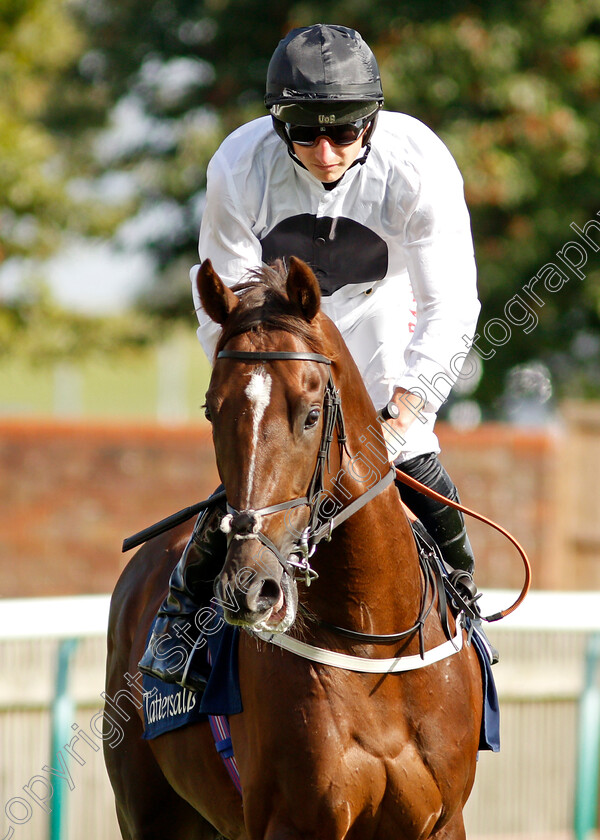 Cresta-0002 
 CRESTA (Tom Marquand)
Newmarket 23 Sep 2021 - Pic Steven Cargill / Racingfotos.com