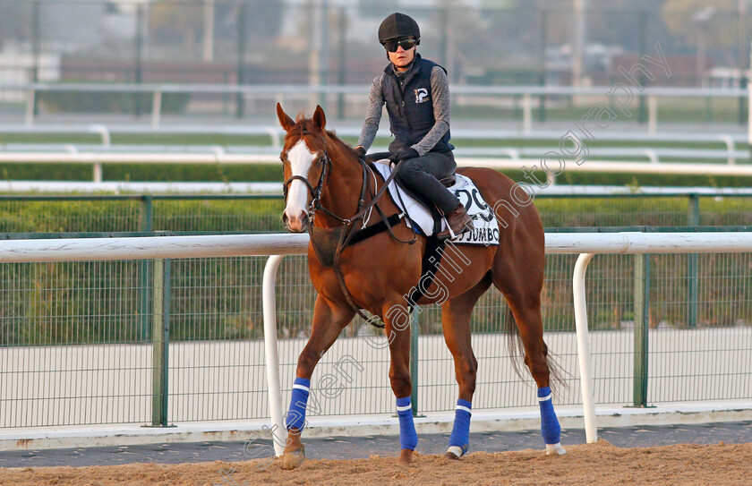 J-J-Jumbo-0003 
 J J JUMBO exercising for trainer Darren Bunyan
Meydan, Dubai, 3 Feb 2022 - Pic Steven Cargill / Racingfotos.com