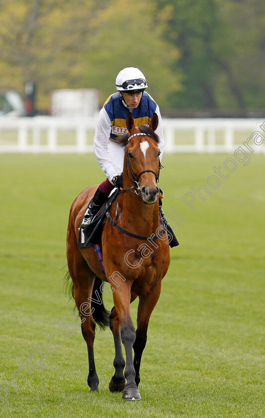 Docklands-0002 
 DOCKLANDS (Oisin Murphy)
Ascot 1 May 2024 - Pic Steven Cargill / Racingfotos.com