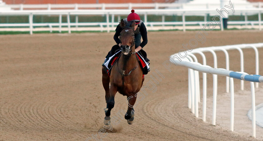 Epic-Poet-0003 
 EPIC POET training at the Dubai Racing Carnival 
Meydan 2 Jan 2025 - Pic Steven Cargill / Racingfotos.com