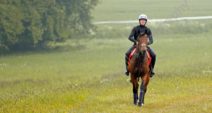 Battaash-0009 
 BATTAASH (Michael Murphy) after exercising on the gallops, Lambourn 23 May 2018 - Pic Steven Cargill / Racingfotos.com