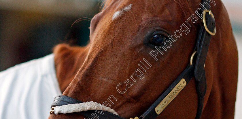 Gun-Runner-0002 
 GUN RUNNER training for The Breeders' Cup Classic at Del Mar 2 Nov 2017 - Pic Steven Cargill / Racingfotos.com