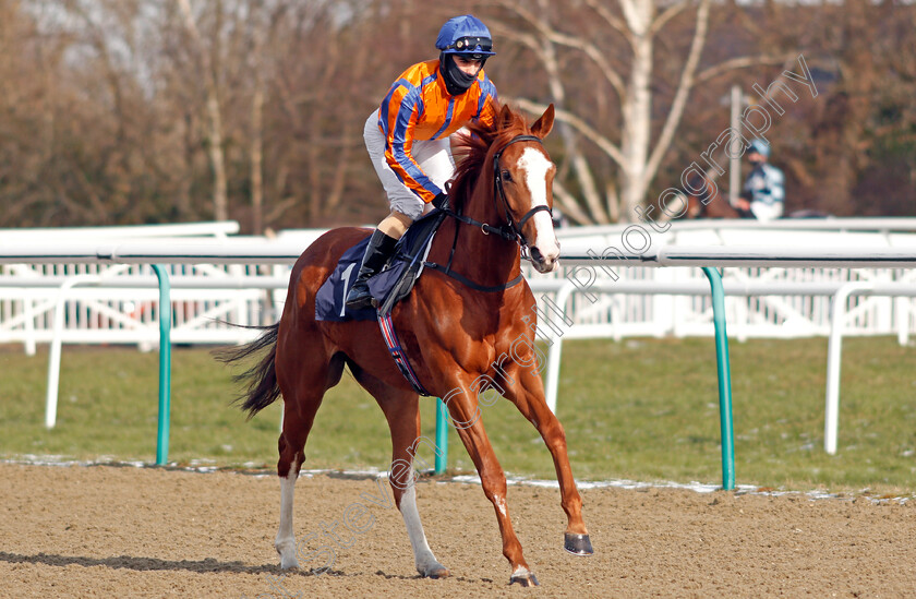 Guroor-0001 
 GUROOR (Stefano Cherchi)
Lingfield 13 Feb 2021 - Pic Steven Cargill / Racingfotos.com