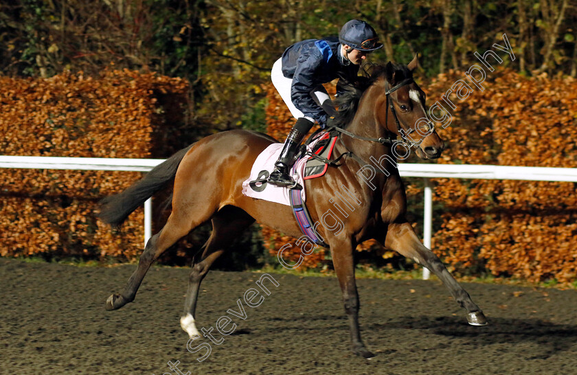 Publicity-0001 
 PUBLICITY (Harry Burns)
Kempton 6 Dec 2023 - Pic Steven Cargill / Racingfotos.com