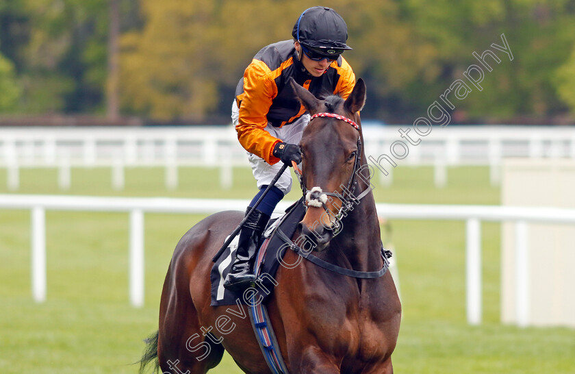 Hathlool 
 HATHLOOL (Theodore Ladd)
Ascot 27 Apr 2022 - Pic Steven Cargill / Racingfotos.com