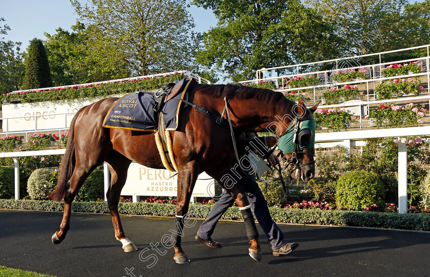 Cannonball-0008 
 CANNONBALL preparing for Royal Ascot
Ascot 14 Jun 2023 - Pic Steven Cargill / Racingfotos.com