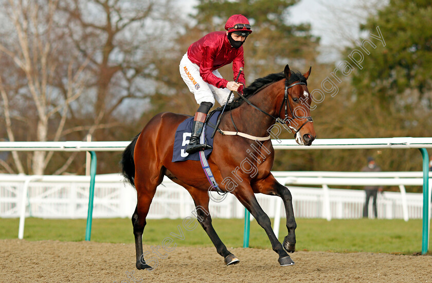 Radiant-Light-0001 
 RADIANT LIGHT (Dougie Costello)
Lingfield 29 Jan 2021 - Pic Steven Cargill / Racingfotos.com